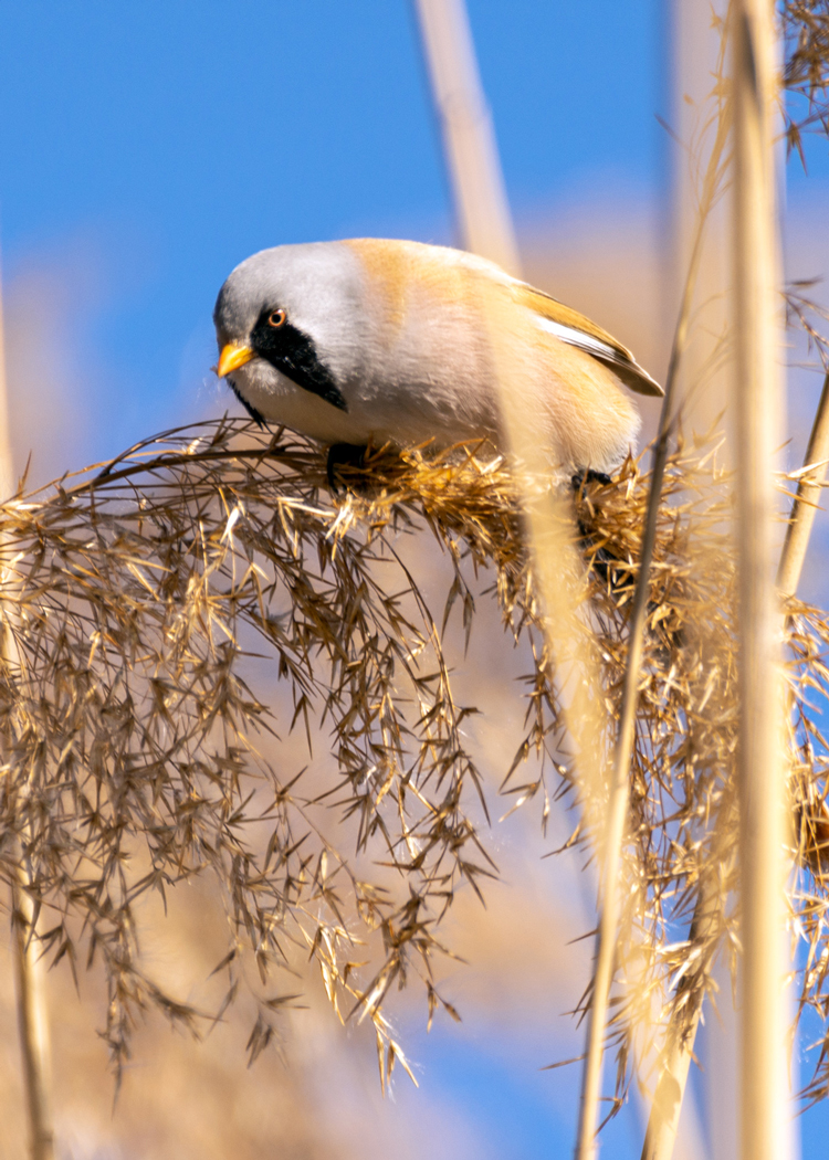 Bearded Reedling