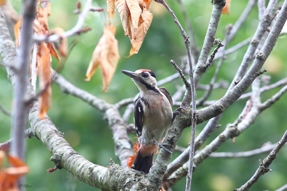 Syrian Woodpecker