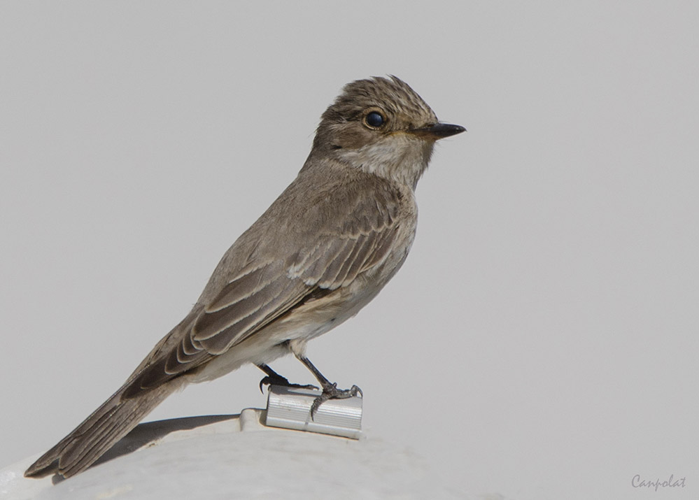 Spotted Flycatcher