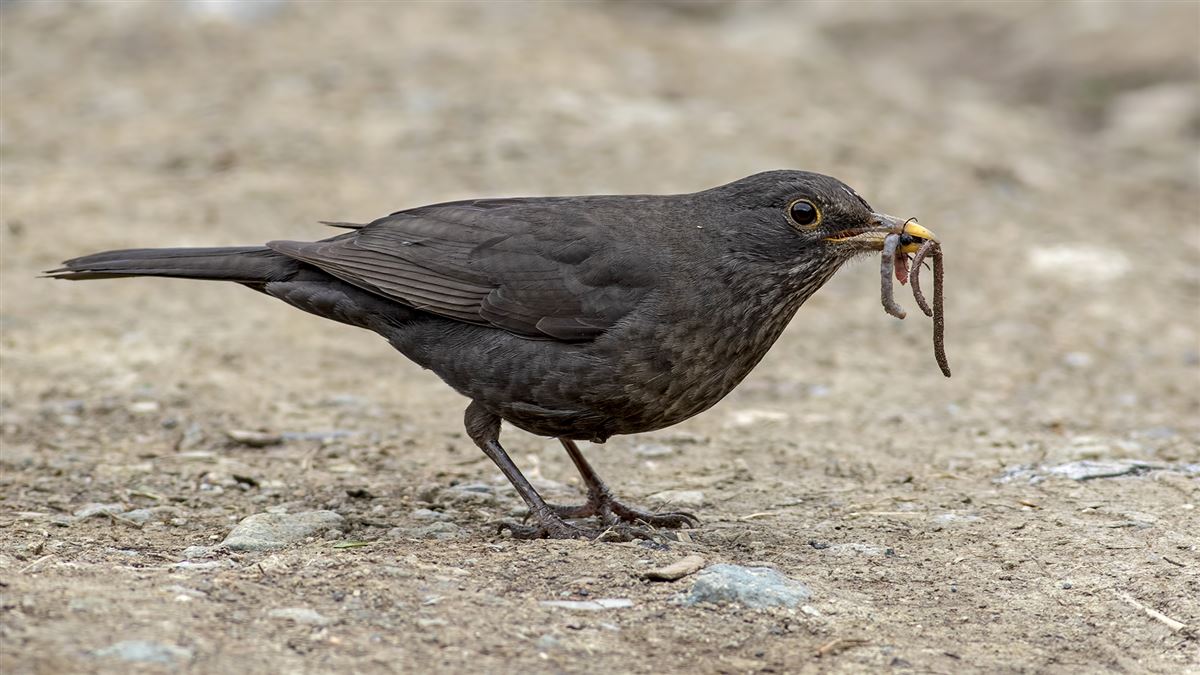 Common Blackbird