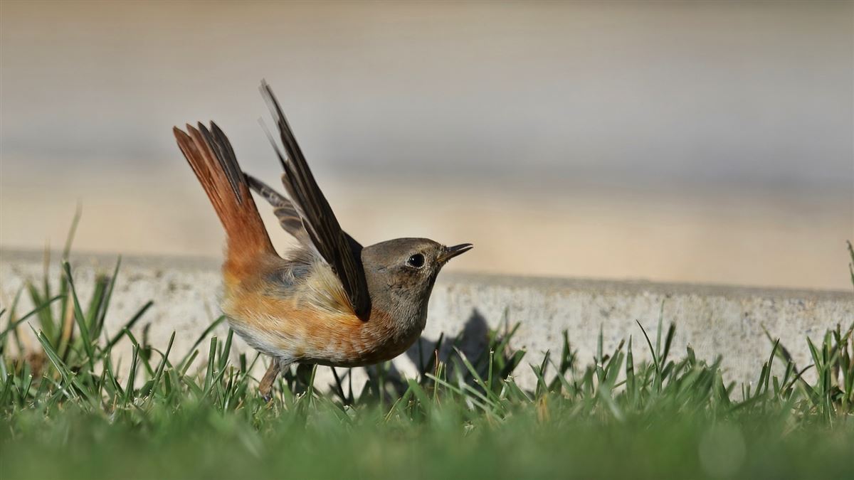 Common Redstart
