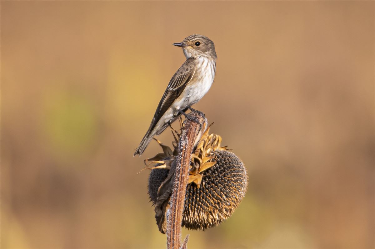 Spotted Flycatcher