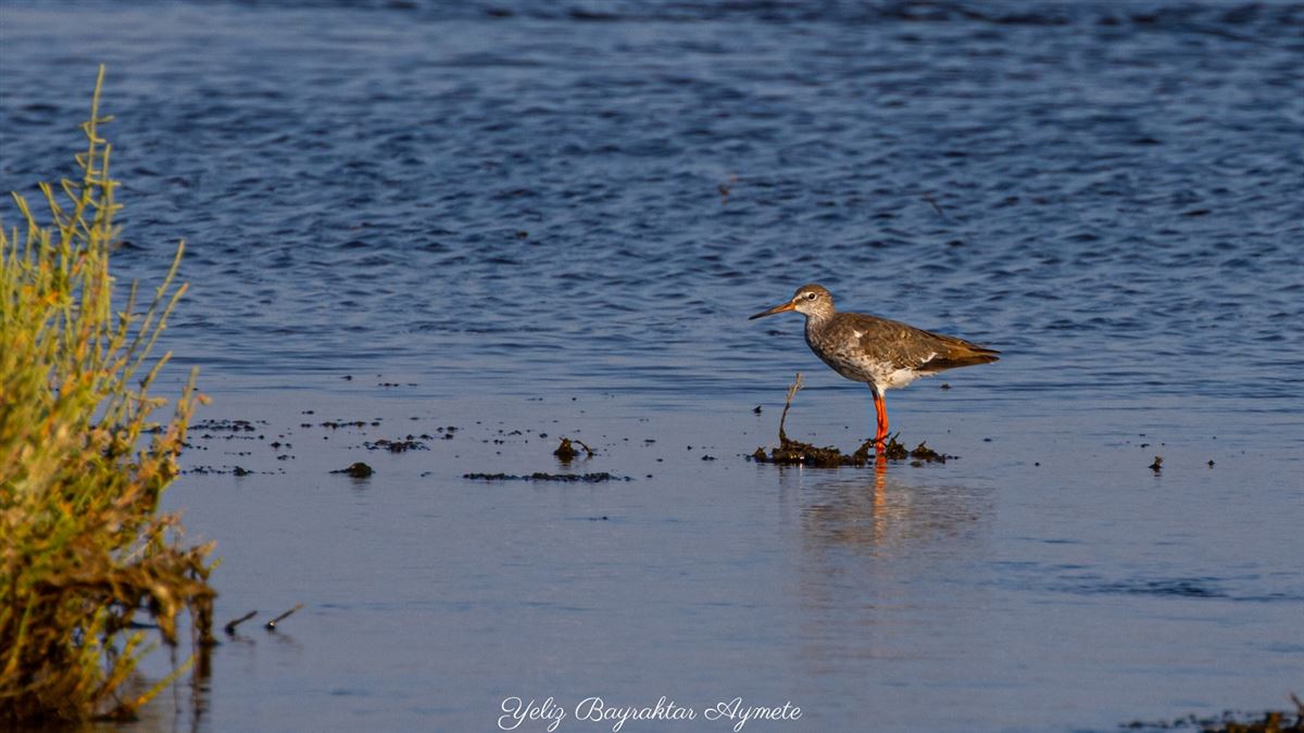 Common Redshank