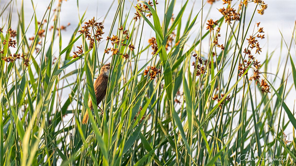 Great Reed Warbler
