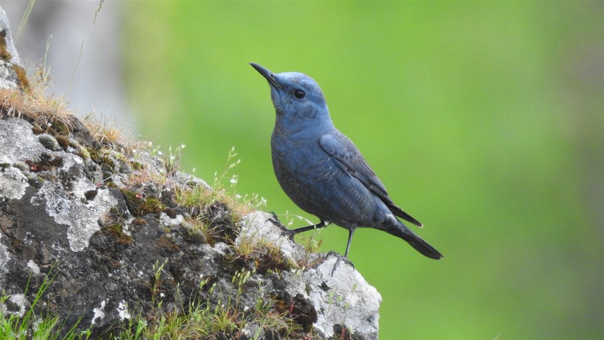 Blue Rock Thrush