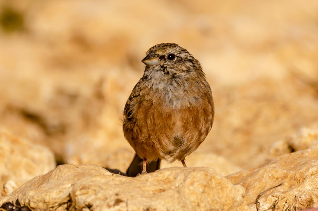 Rock Bunting