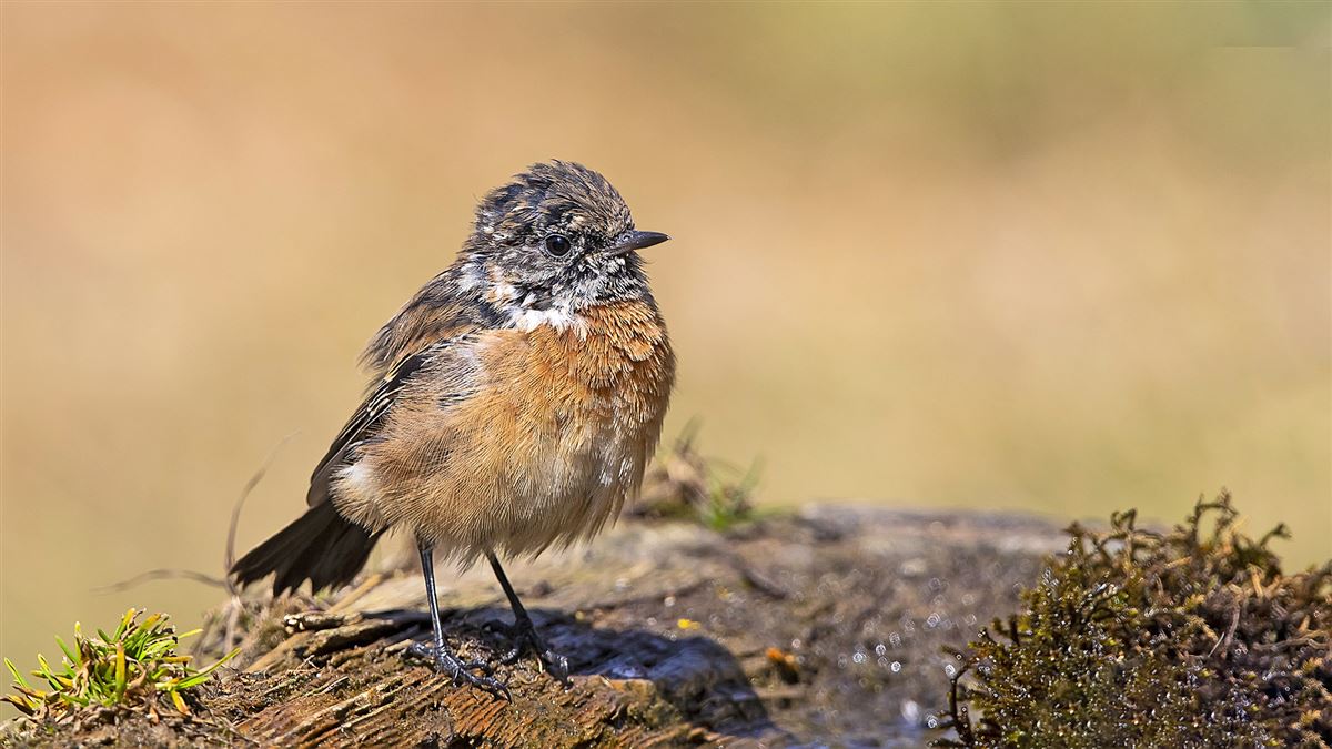 European Stonechat