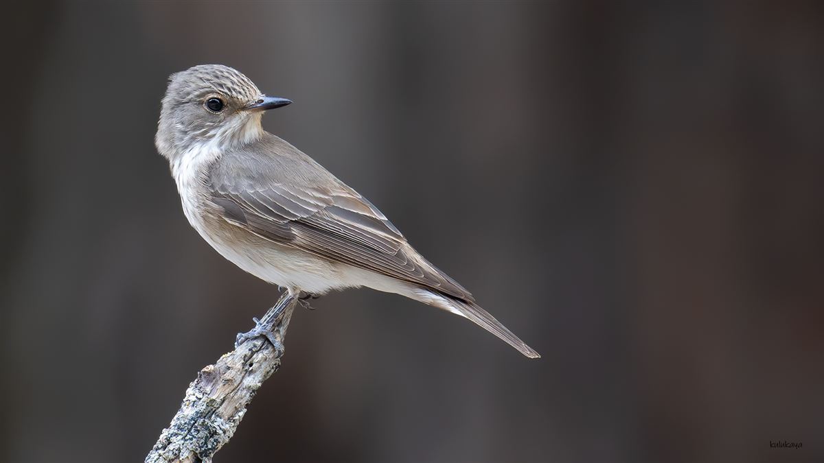 Spotted Flycatcher