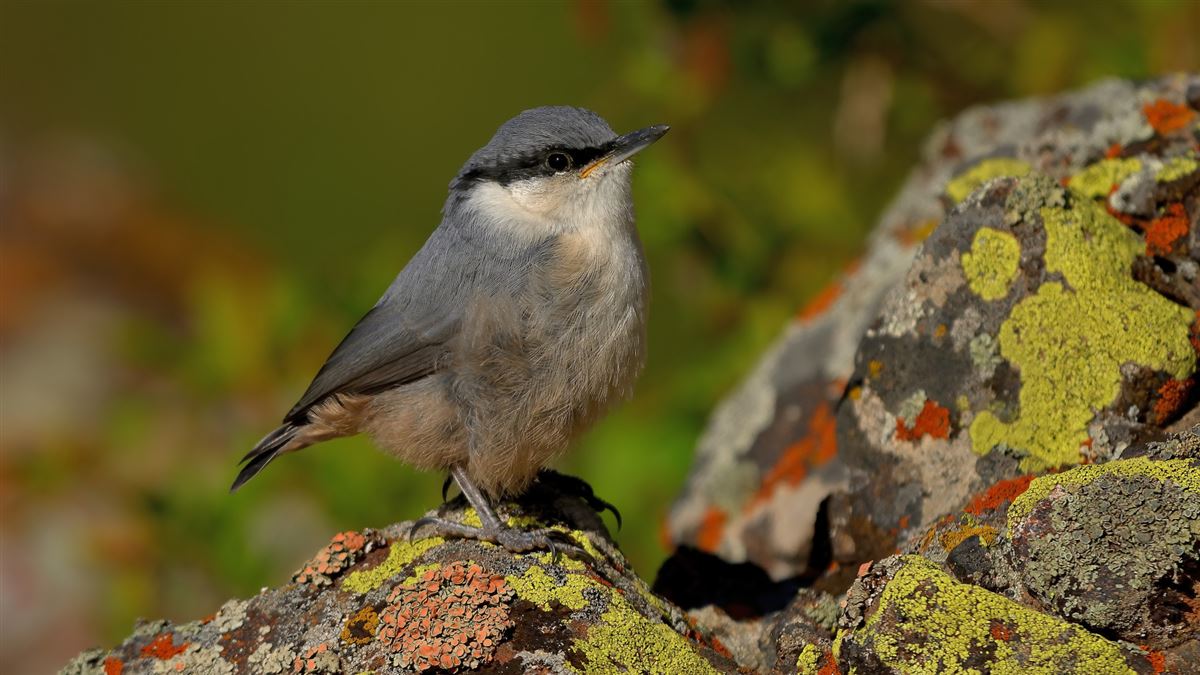 Western Rock Nuthatch