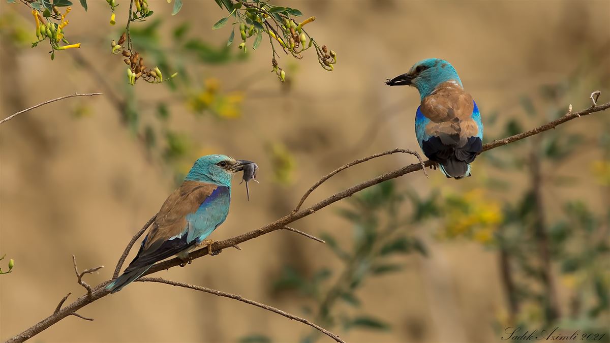 European Roller