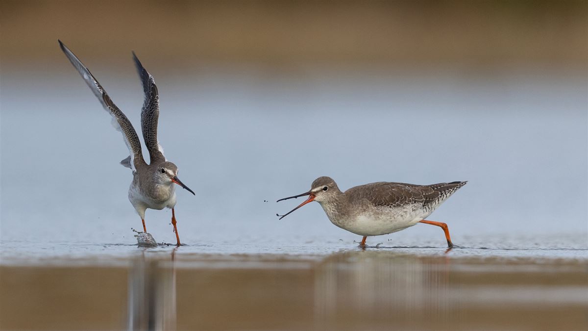 Spotted Redshank