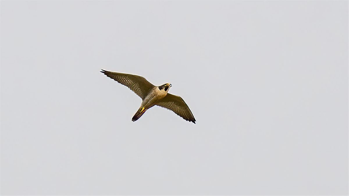 Peregrine Falcon