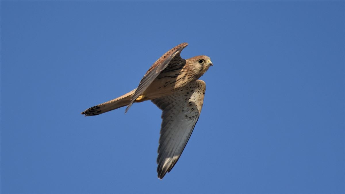 Lesser Kestrel