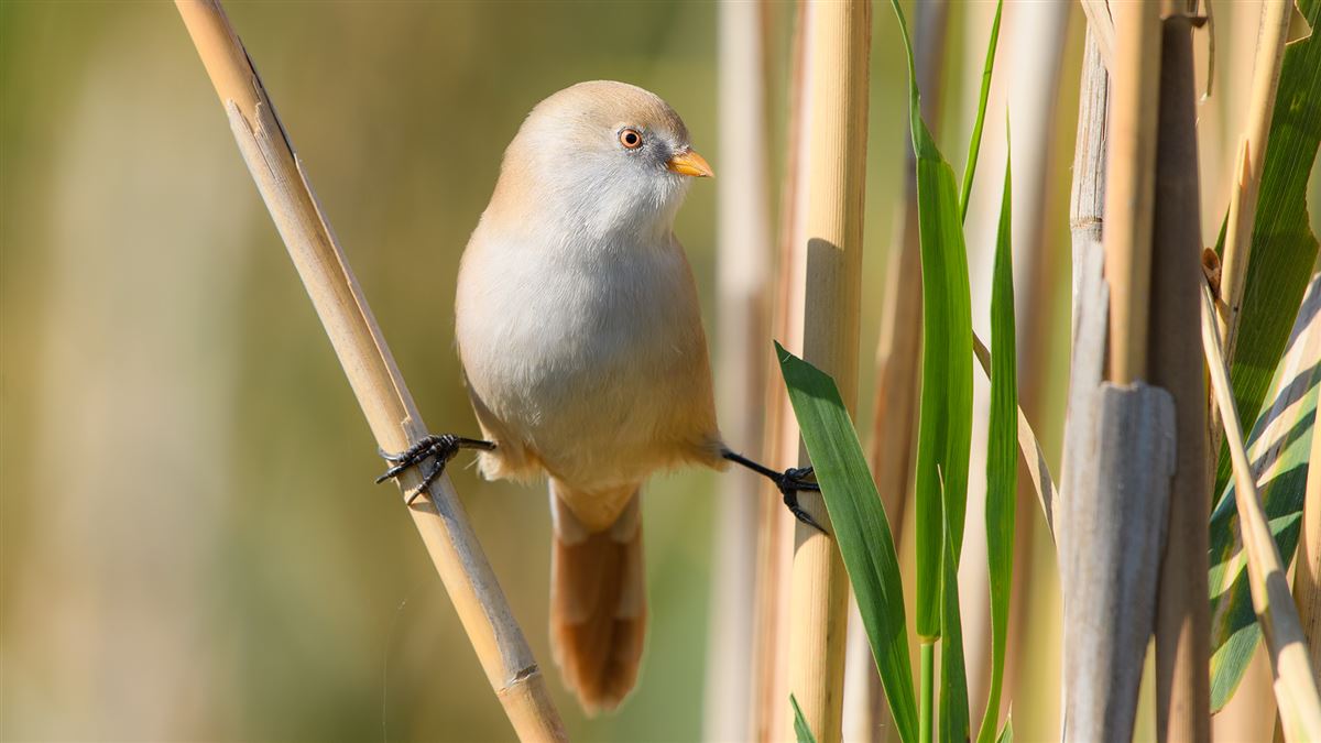 Bearded Reedling