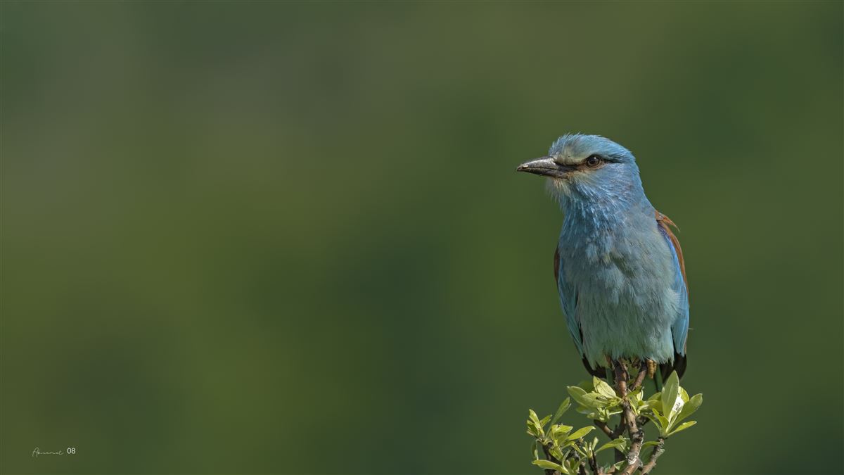 European Roller