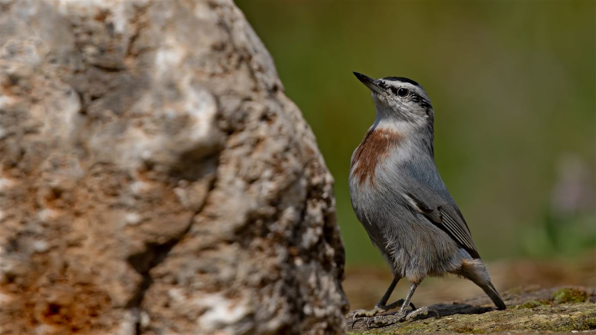 Krüper`s Nuthatch