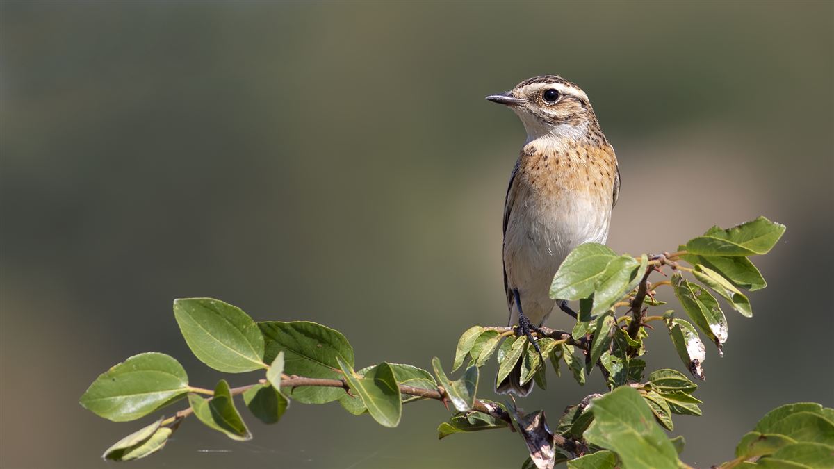 Whinchat