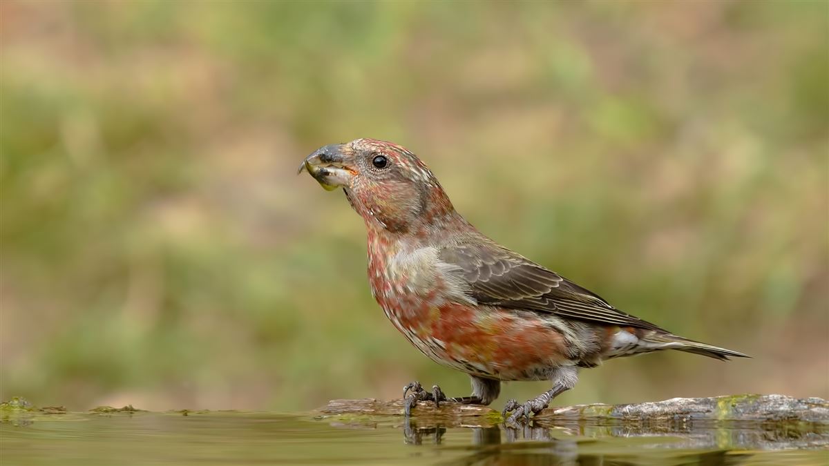 Red Crossbill