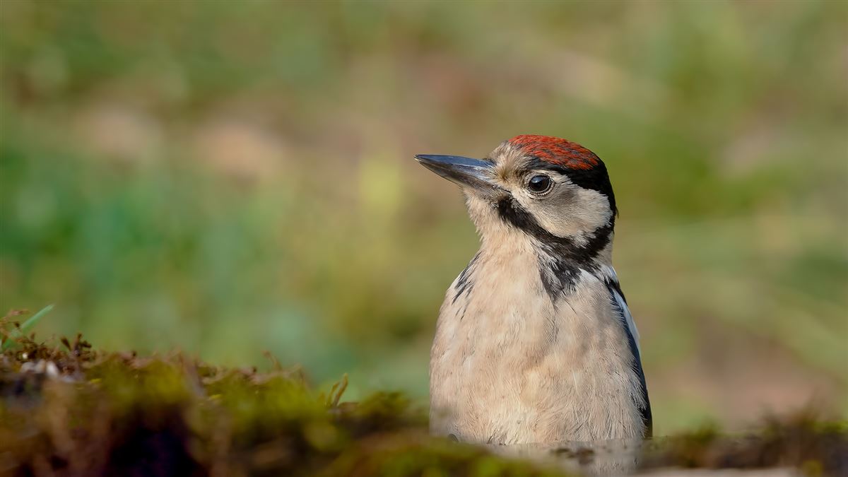 Great Spotted Woodpecker