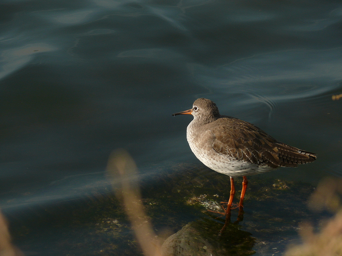 Common Redshank