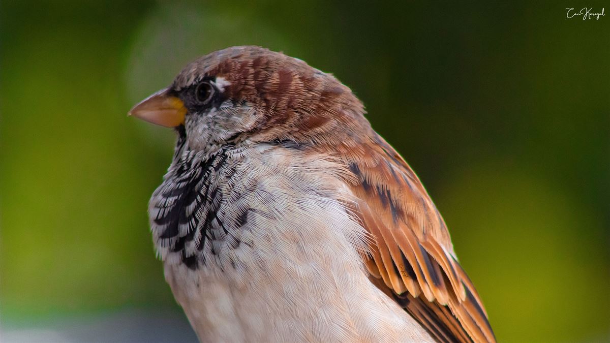 House Sparrow