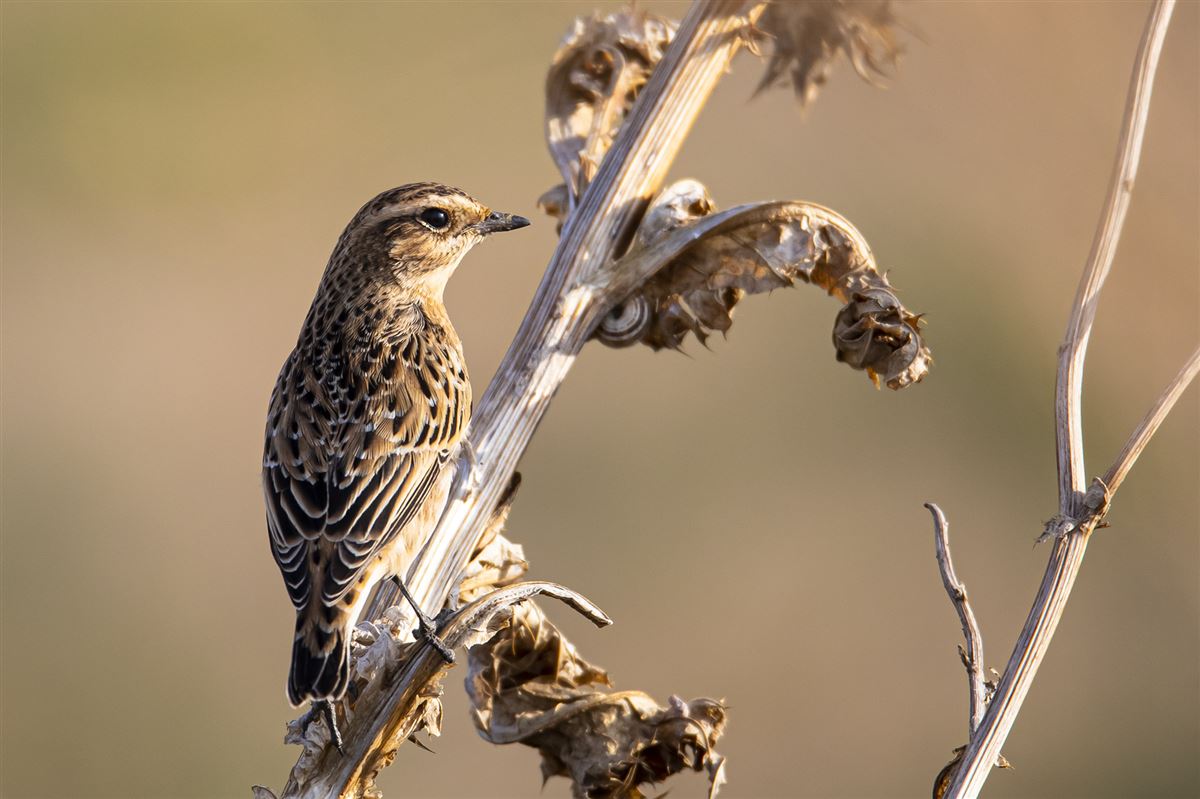 Whinchat