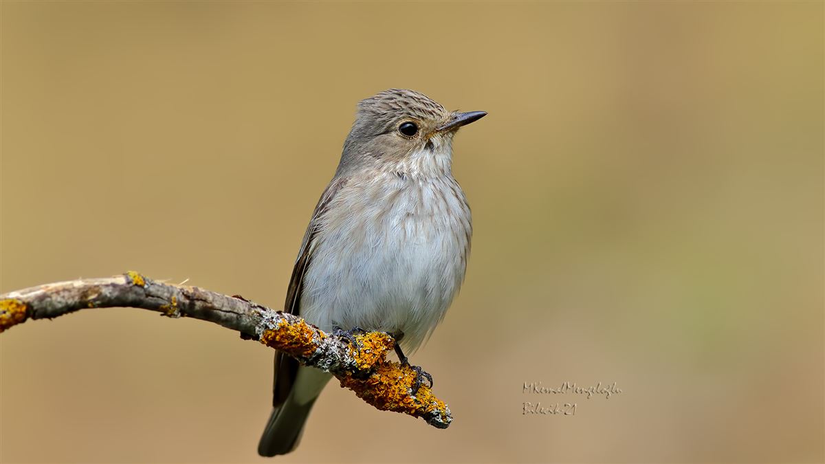 Spotted Flycatcher