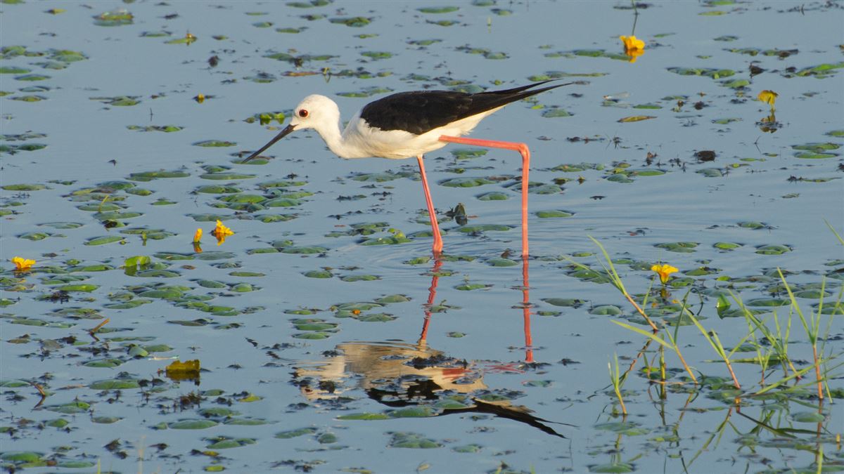 Black-winged Stilt