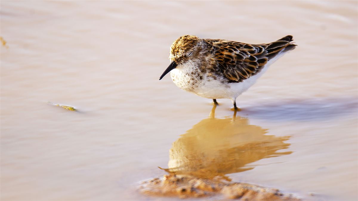 Little Stint