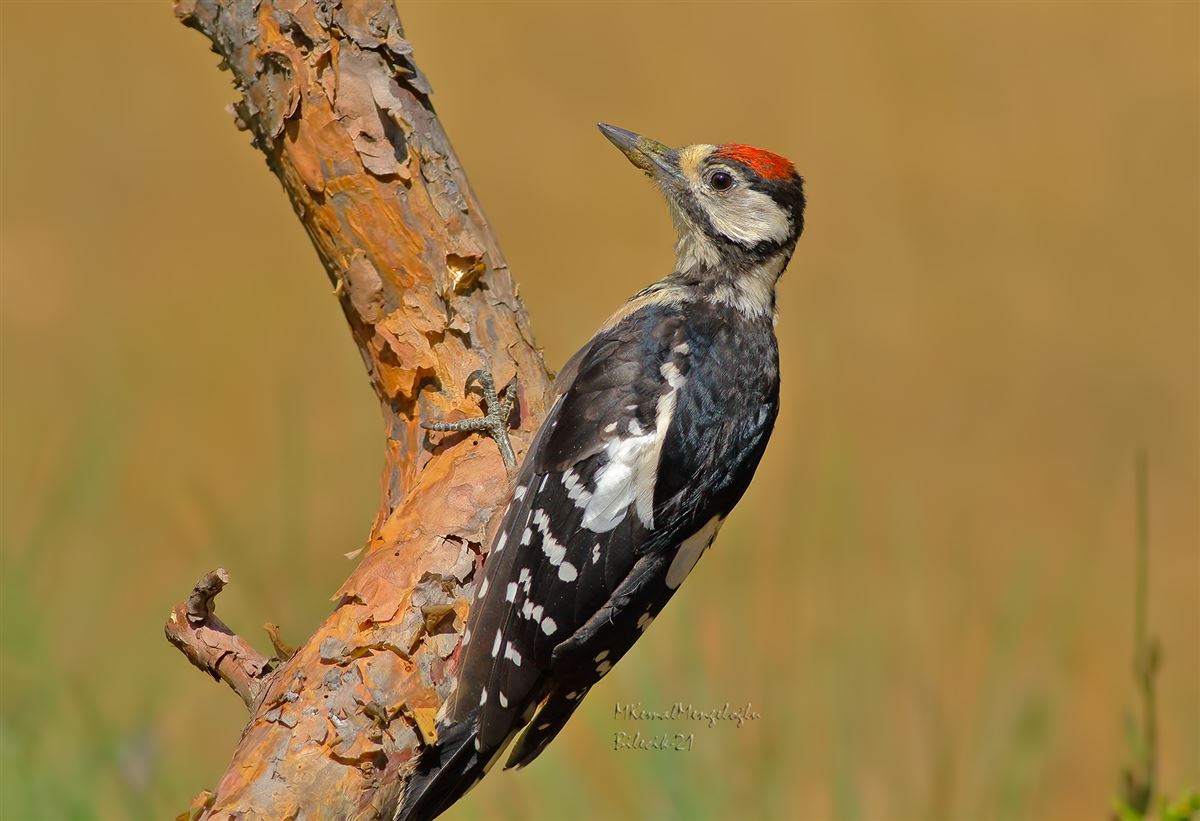 Great Spotted Woodpecker