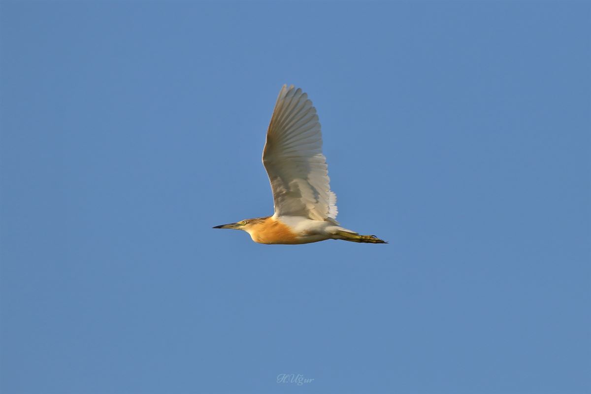 Squacco Heron