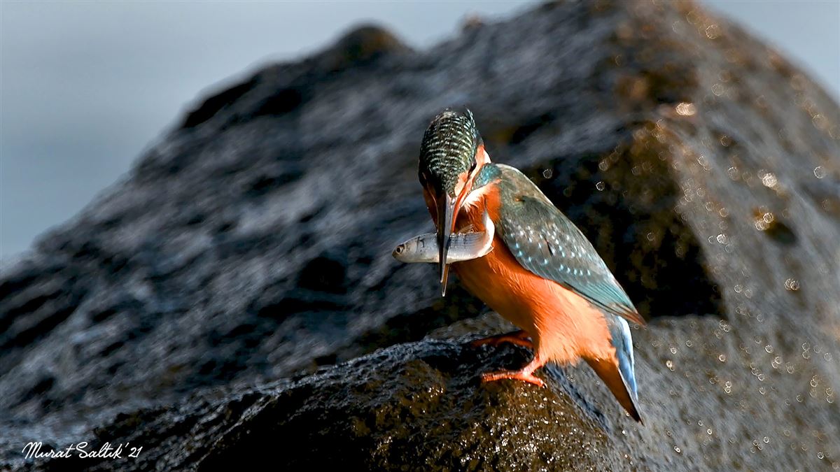Common Kingfisher