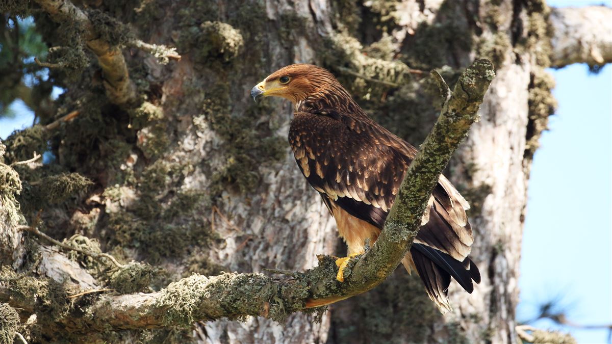 Eastern Imperial Eagle