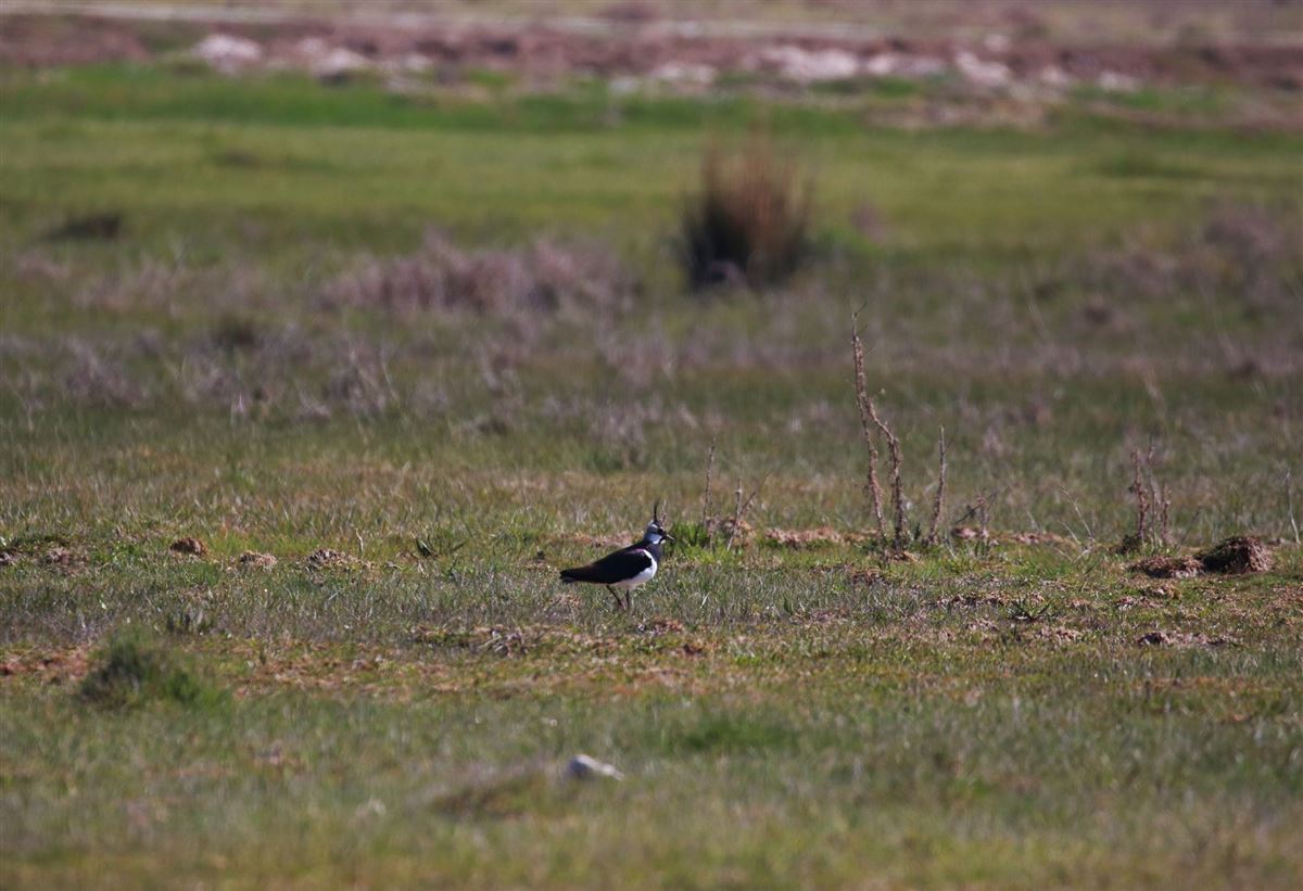 Northern Lapwing