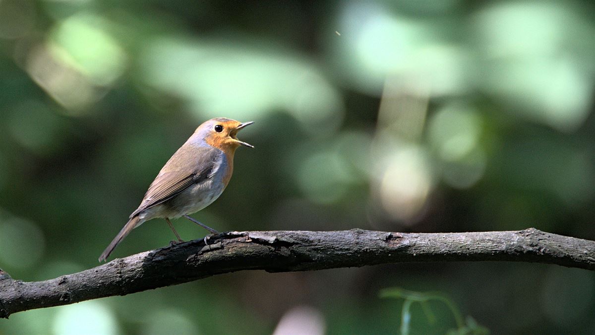 European Robin