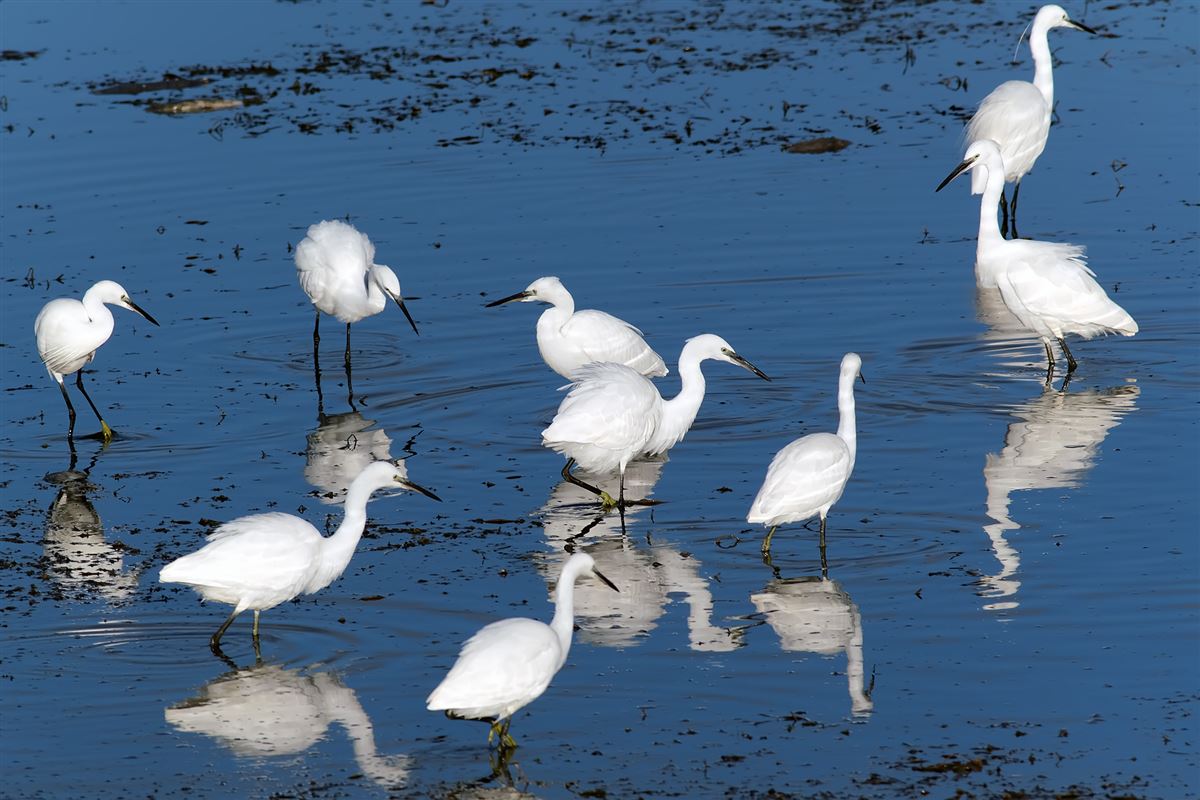 Little Egret