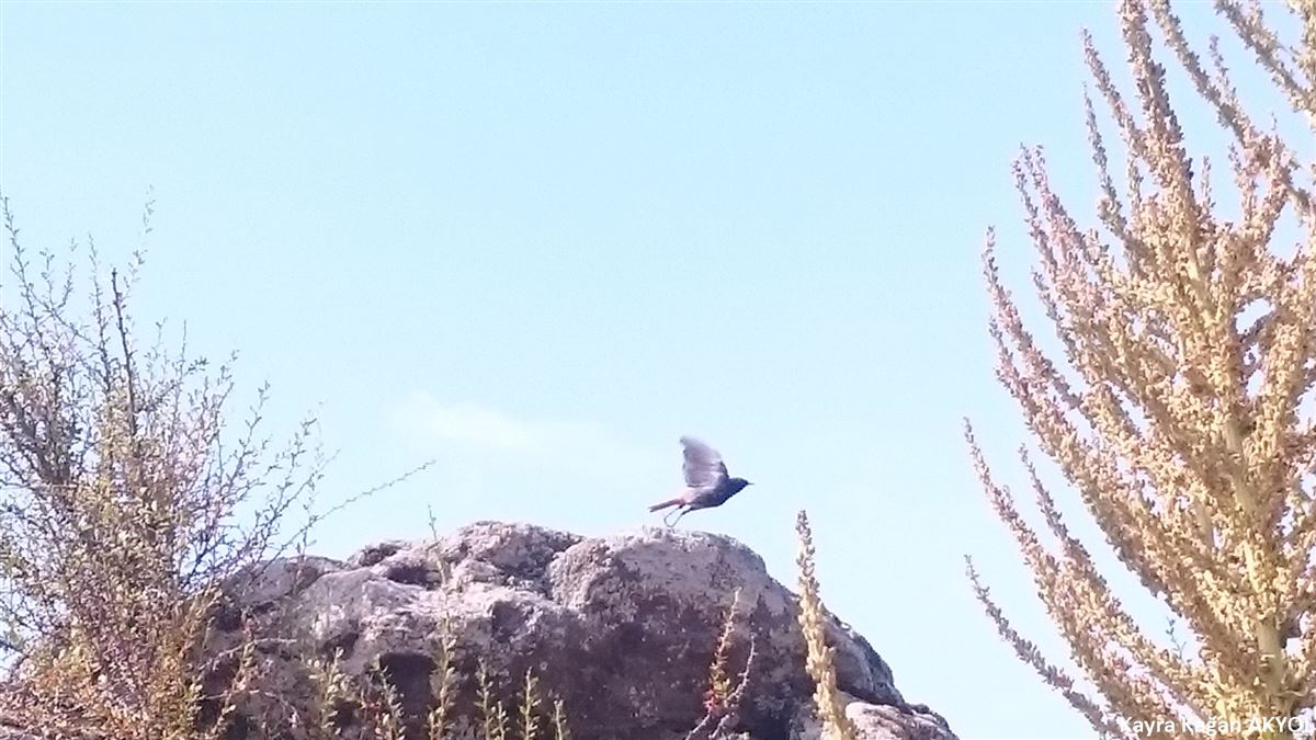 Black Redstart