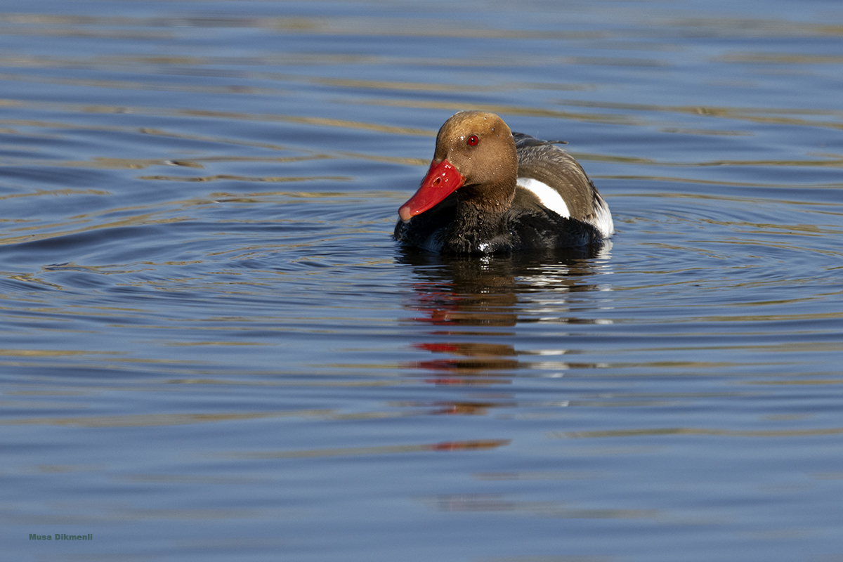 Red-crested Pochard