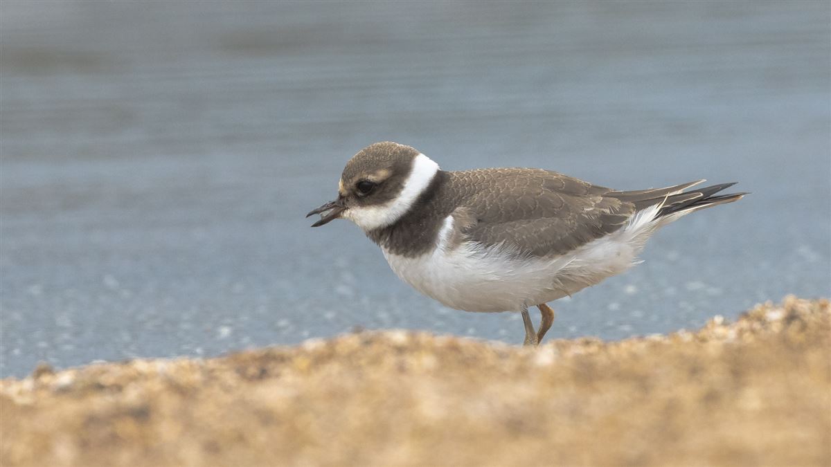 Common Ringed Plover
