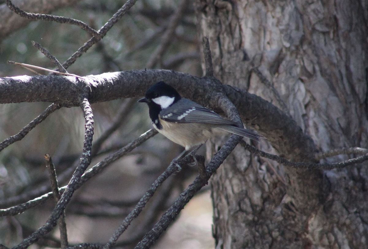 Coal Tit