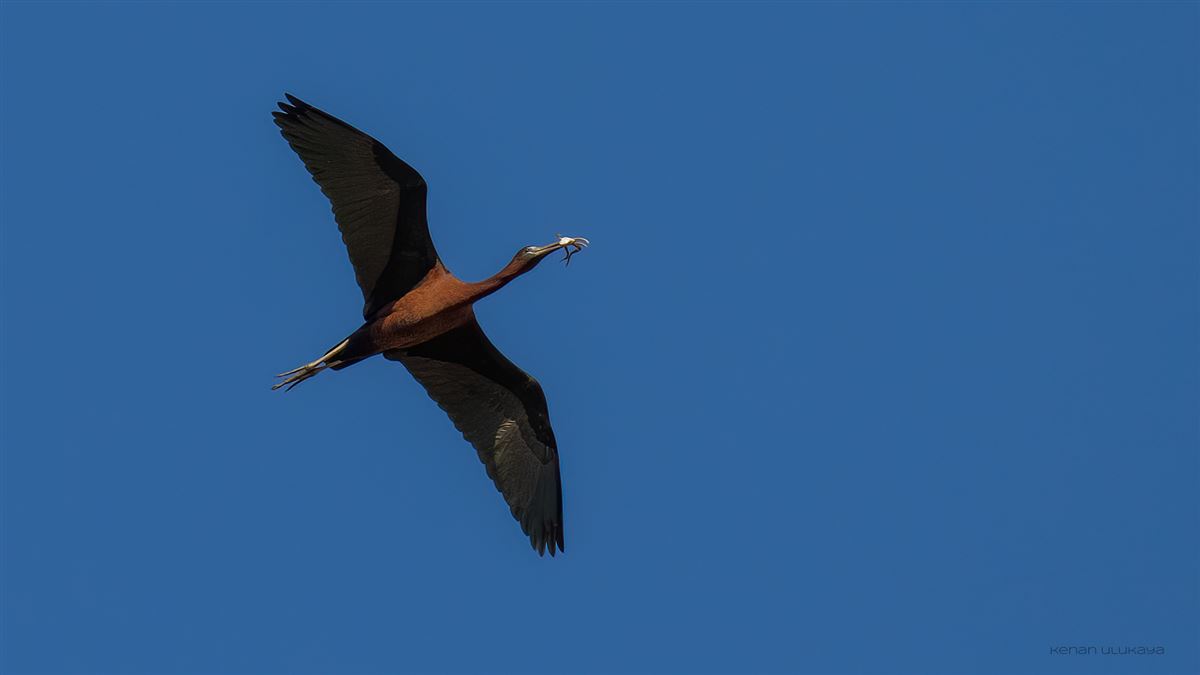 Glossy Ibis