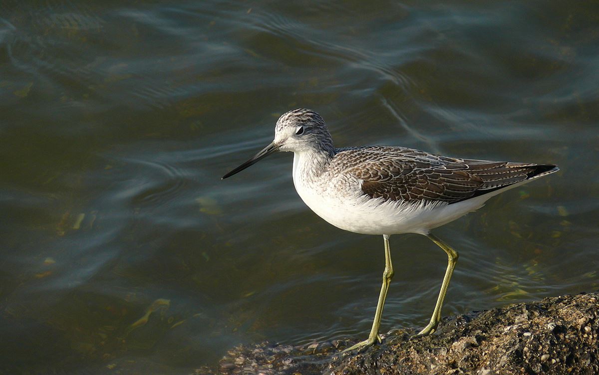 Common Greenshank