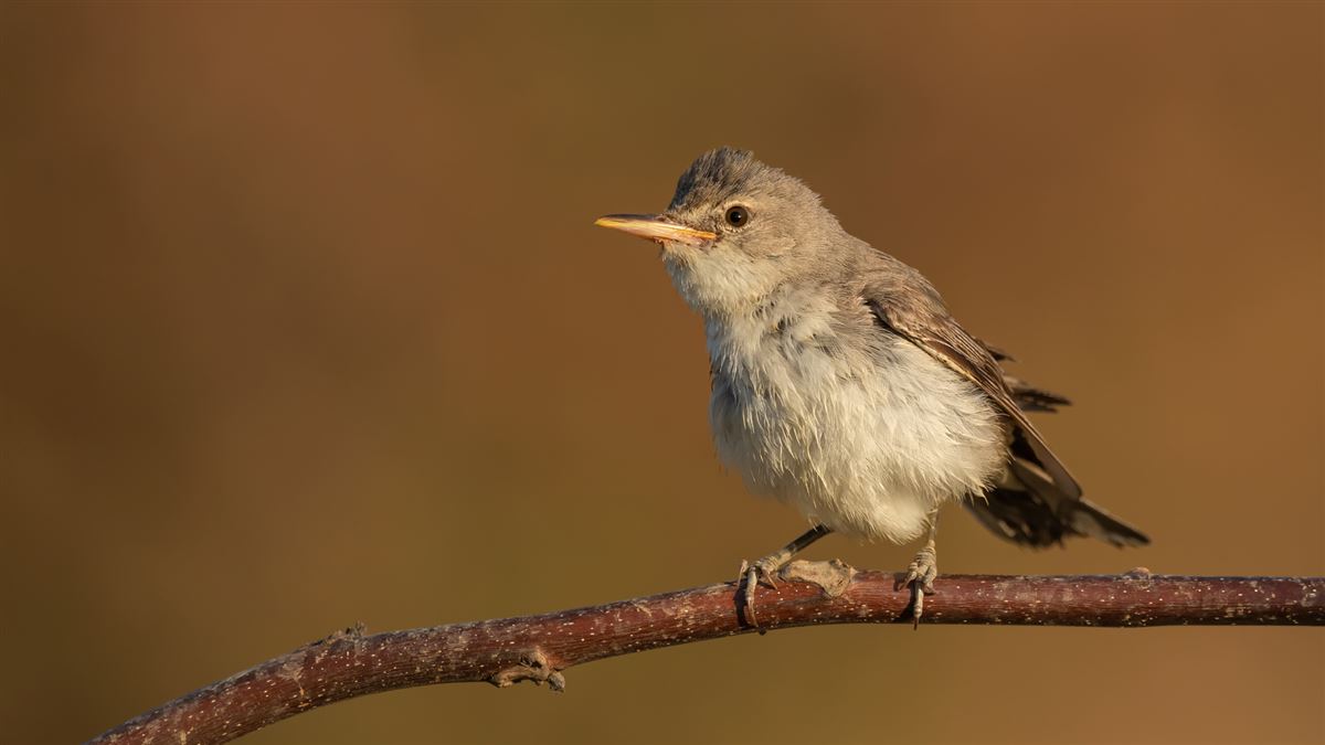 Zeytin Mukallidi