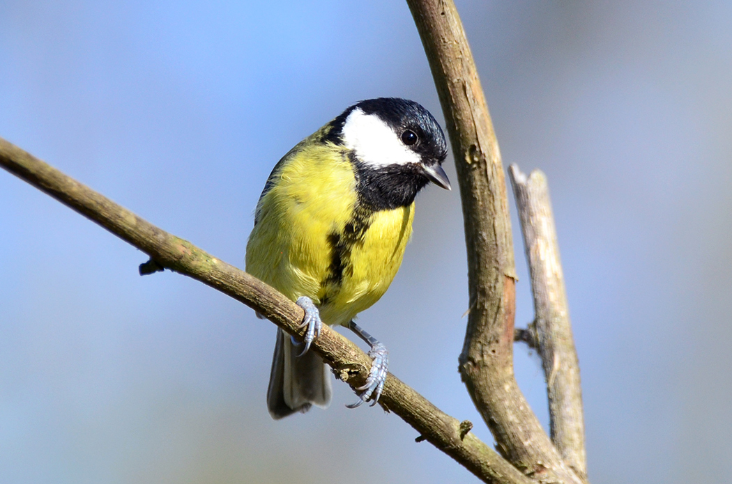 Great Tit
