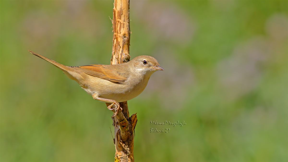 Common Whitethroat