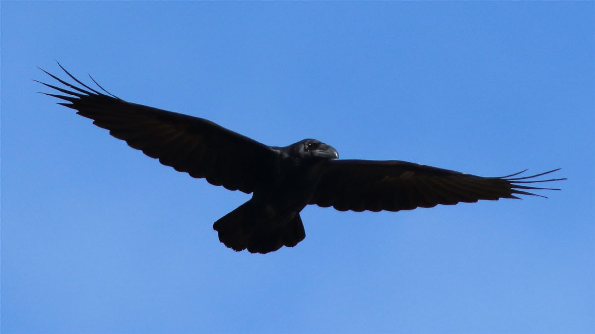Northern Raven