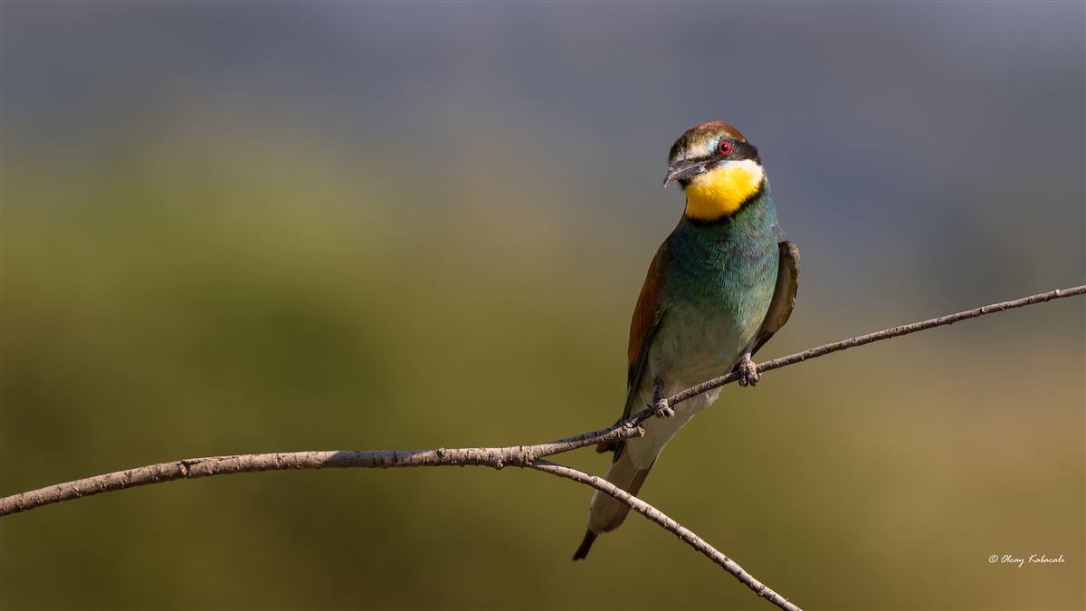 European Bee-eater