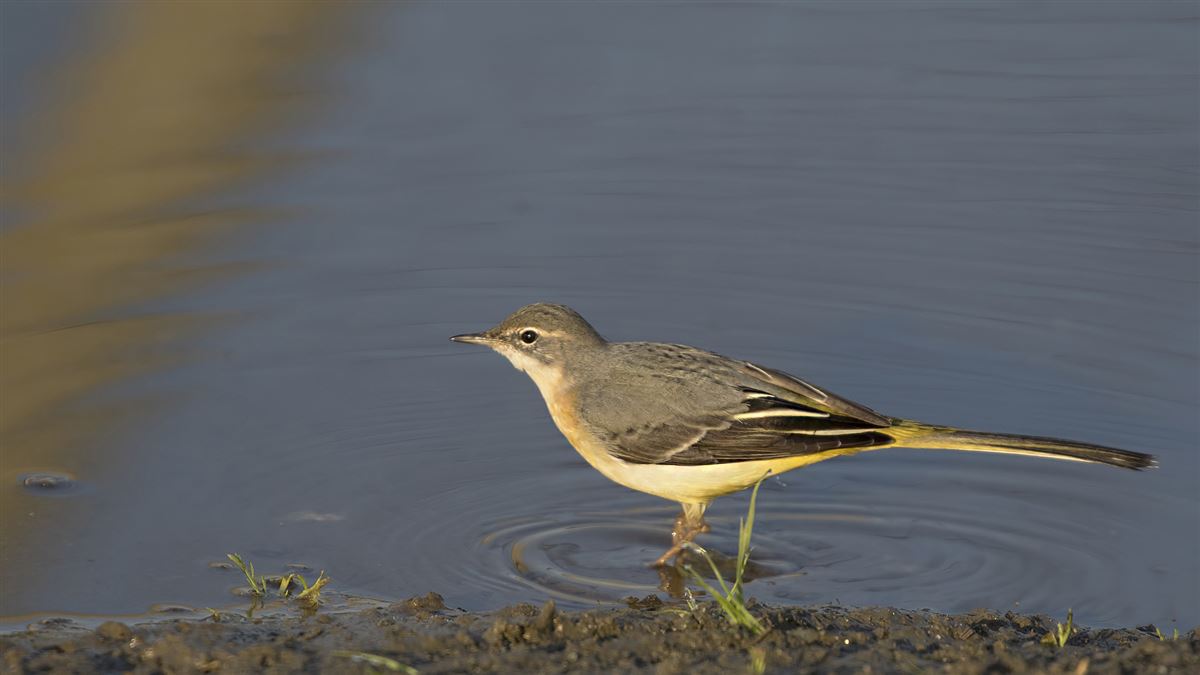 Grey Wagtail