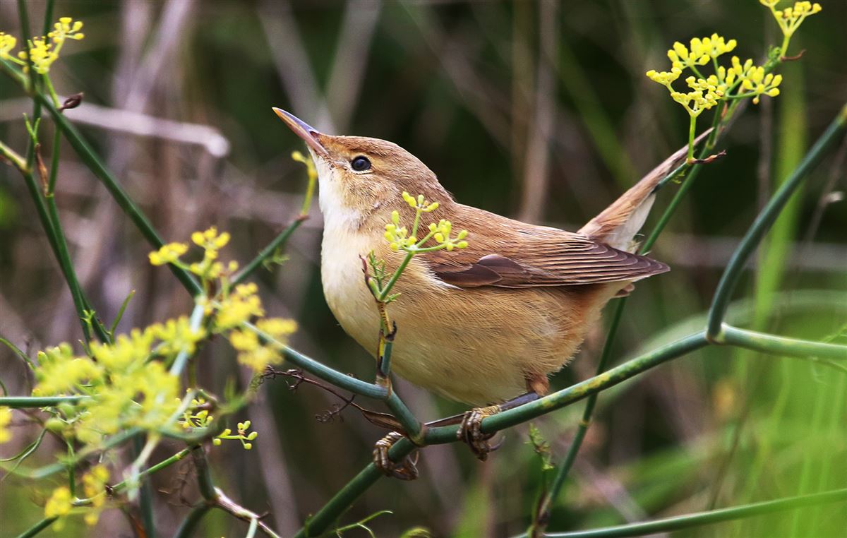 Common Reed Warbler