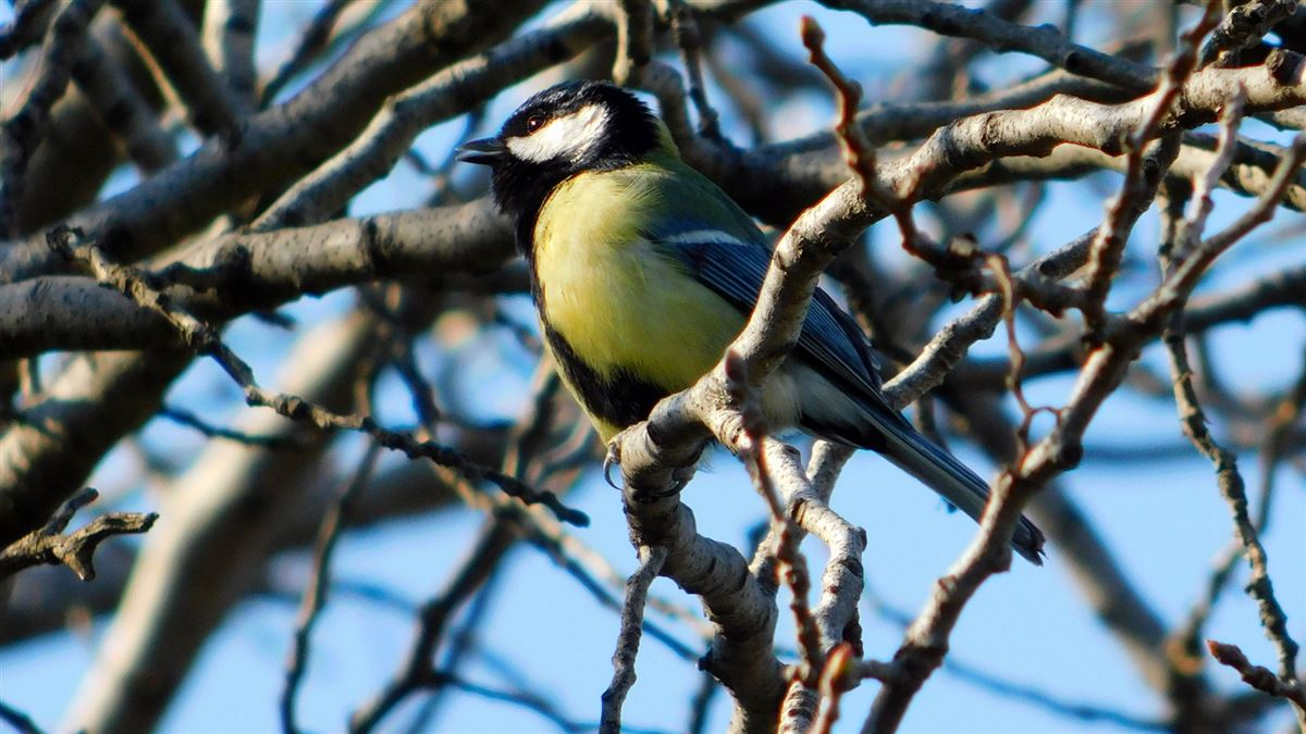 Great Tit